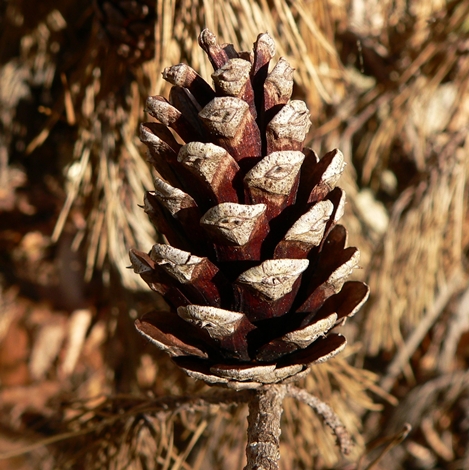 {Pinus glabra}